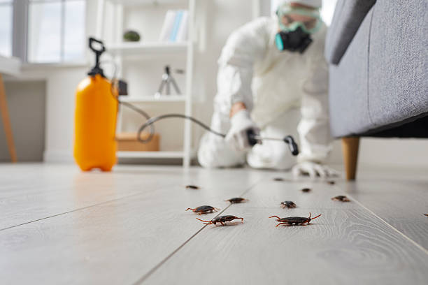 Affordable Termite Control solutions in Homer, LA
